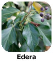 Edera